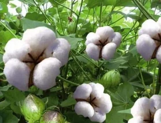 #الجزيرة_تختنق أرض #النفط و#الفرات… والفلاح فيها يزرع الوجع قبل القمح