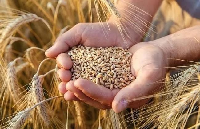 سعر القمح سعر مجحف بحق الفلاح